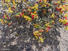 Dinemandra ericoides