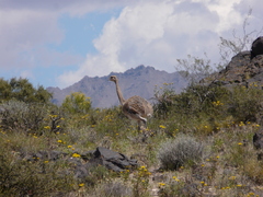 Rhea pennata