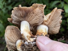 Phlegmacium alticaudum