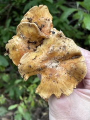 Phlegmacium alticaudum