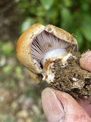 Phlegmacium alticaudum