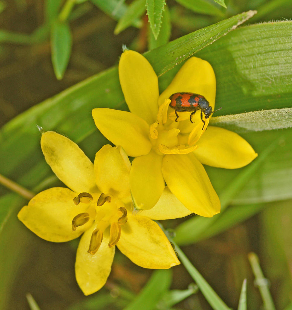 Actenodia curtula