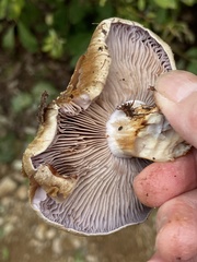 Phlegmacium alticaudum