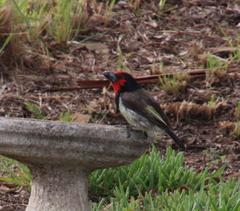 Lybius torquatus torquatus