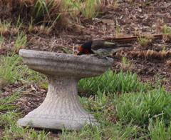 Lybius torquatus torquatus
