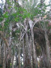 Raphia australis