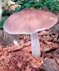 Pluteus cervinus