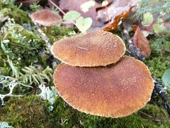 Suillus ampliporus