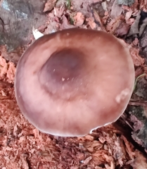 Pluteus cervinus