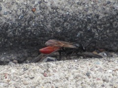 Atanycolus cappaerti