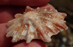 Scutellastra longicosta