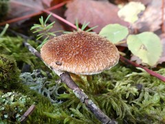 Suillus ampliporus