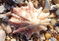 Scutellastra longicosta