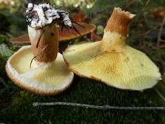 Suillus ampliporus