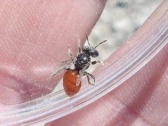 Macrotera