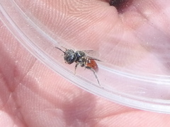Macrotera