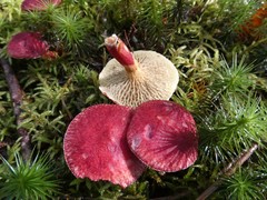 Suillus paluster