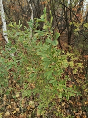 Chamaecytisus ruthenicus