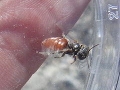 Macrotera