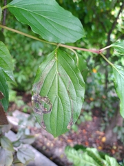 Phytomyza agromyzina group