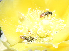 Macrotera