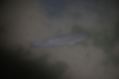 Dicentrarchus labrax