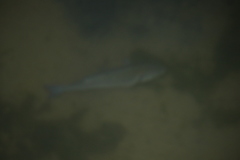 Dicentrarchus labrax