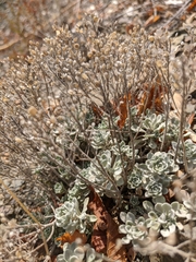 Alyssum trichostachyum