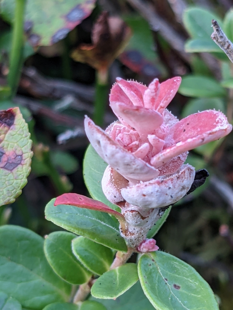 Exobasidiaceae
