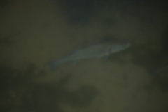 Dicentrarchus labrax