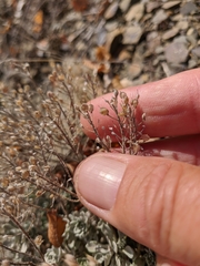 Alyssum trichostachyum