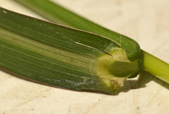 Echinochloa colona