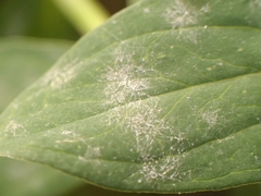 Erysiphe hyperici
