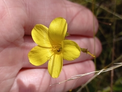 Linum thunbergii