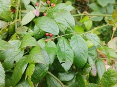 Rosa multiflora