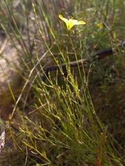 Linum thunbergii