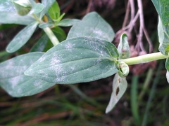 Erysiphe hyperici