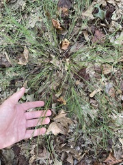 Carex tribuloides sangamonensis