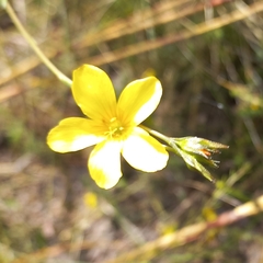 Linum thunbergii