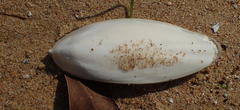 Sepia vermiculata image