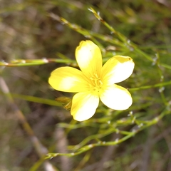 Linum thunbergii