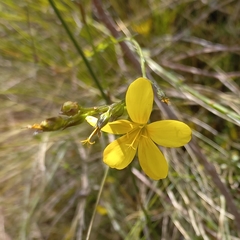 Linum thunbergii