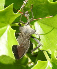 Elasmopoda