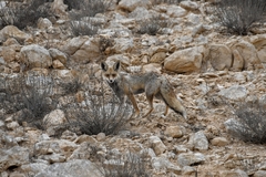 Vulpes vulpes arabica