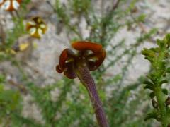 Jamesbrittenia albomarginata