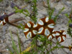 Jamesbrittenia albomarginata