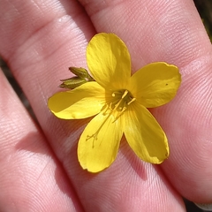 Linum thunbergii