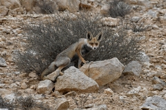 Vulpes vulpes arabica