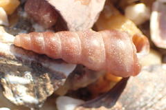 Turritella capensis image