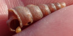 Turritella capensis